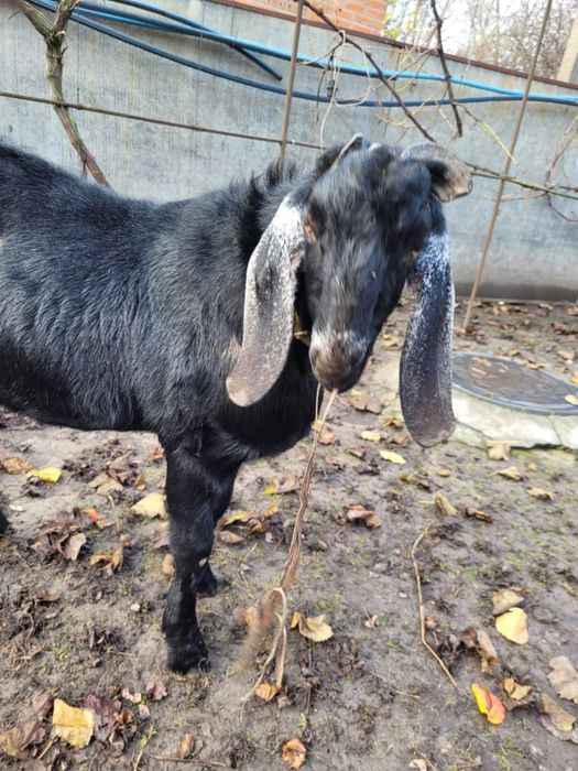 Козел (цап) англонубієць