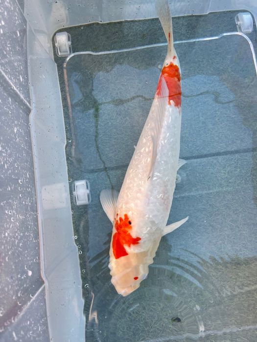 Carpa Koi incrível