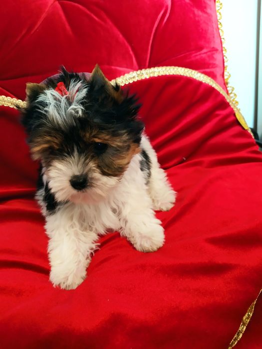 Cudownej urody suczka z metryką ZkwP/FCI Biewer Yorkshire terrier.