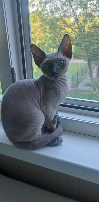 Девон Рекс хлопчик, Київ, Кривий Ріг