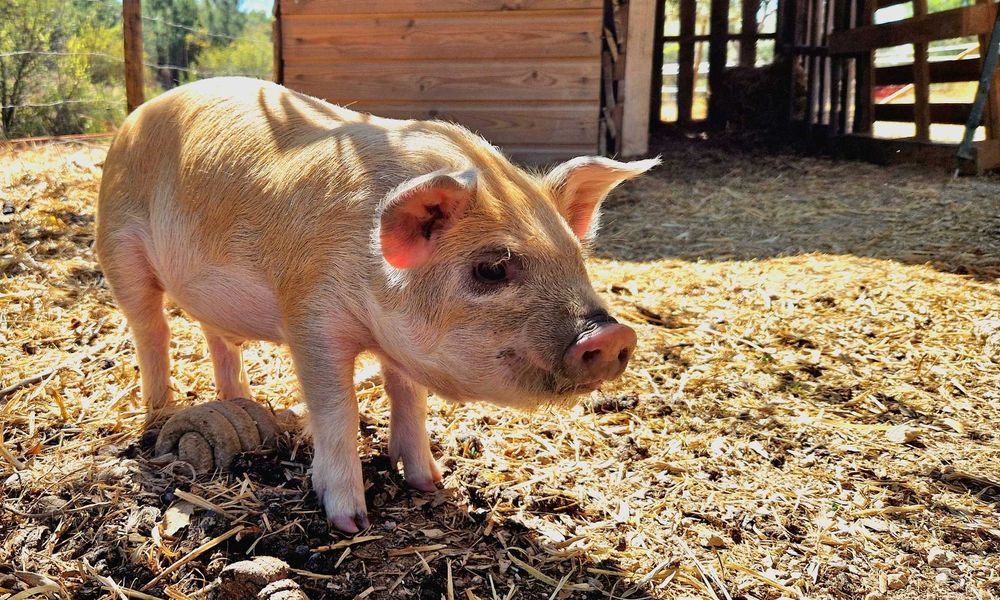 Leitões Kune Kune Jovens (15 de Agosto de 2025)