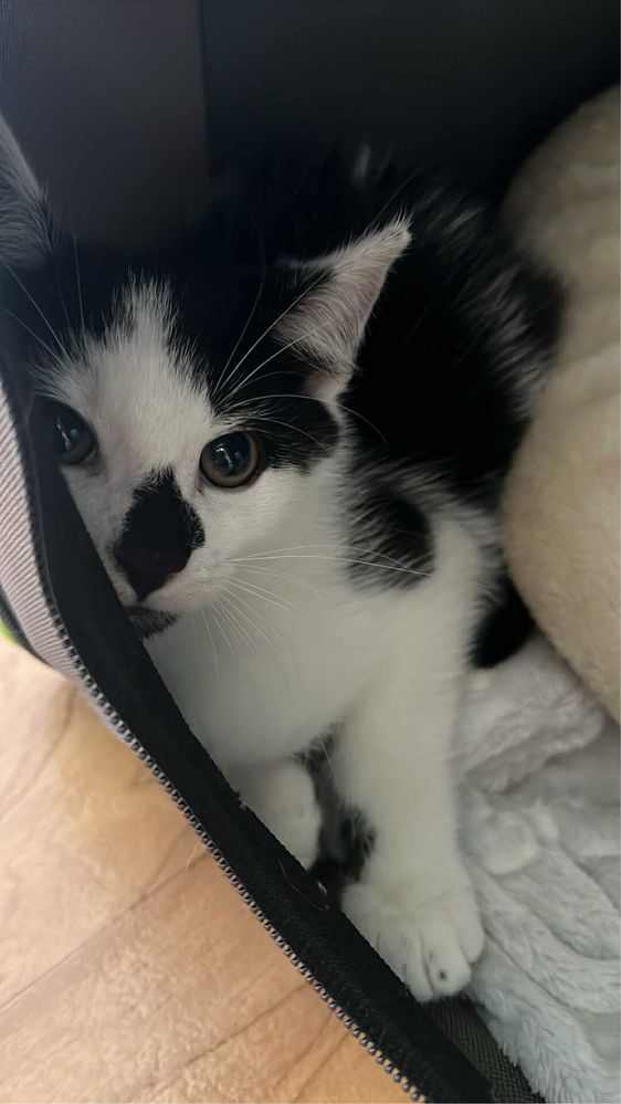 Koty do adopcji