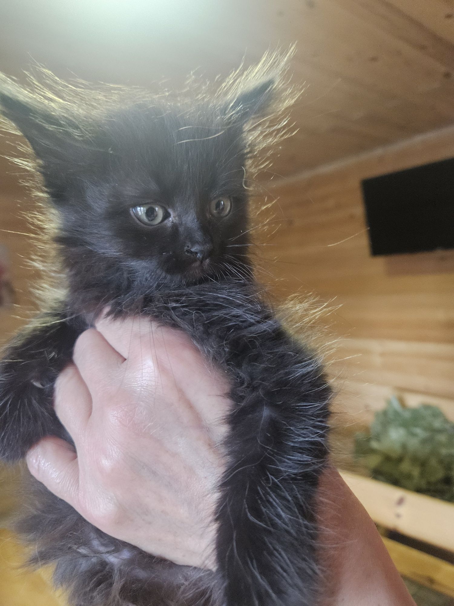 Котенок Кузя,2,5 мес, шоколадного цвета  ищет семью