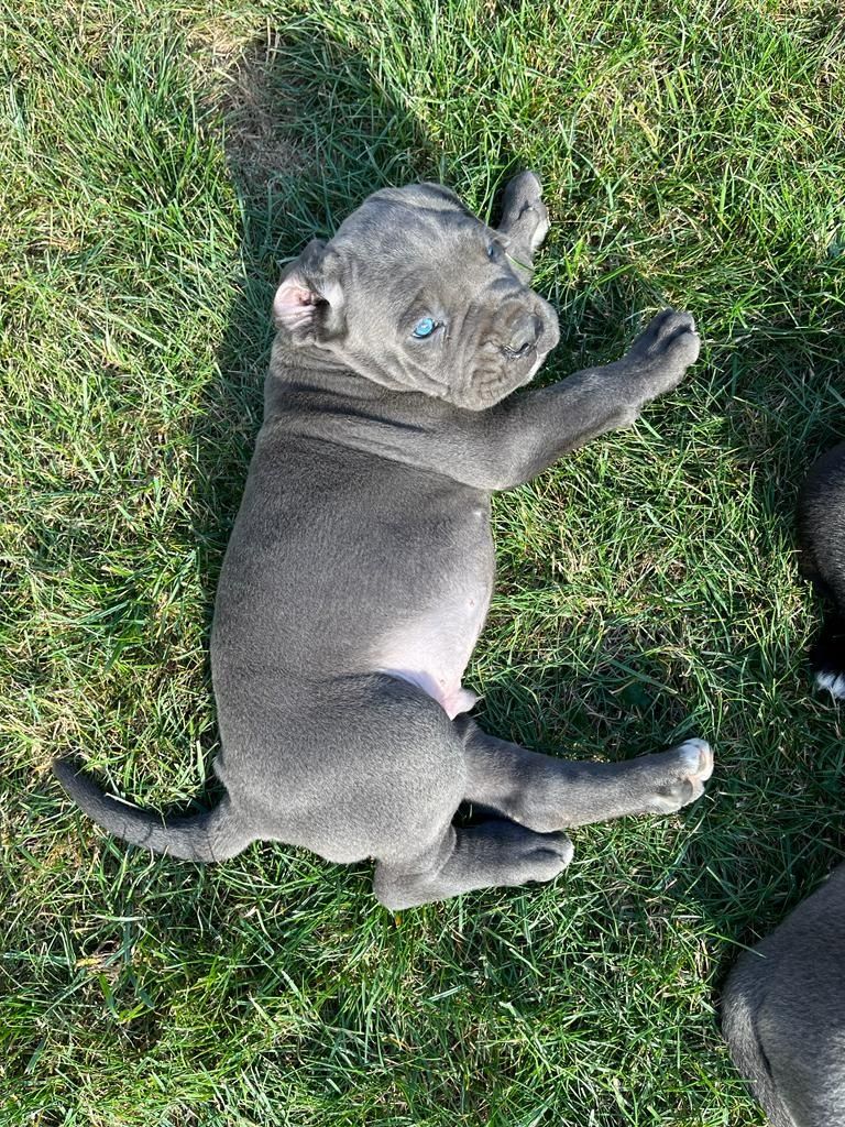 Cane Corso mocny pies