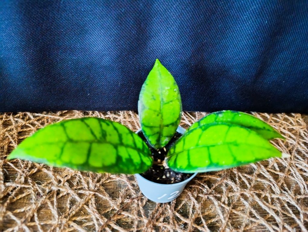 Hoya callistophylla