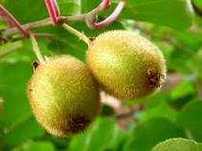 Kiwi, minikiwi actinidia kilka odmian sadzonki
