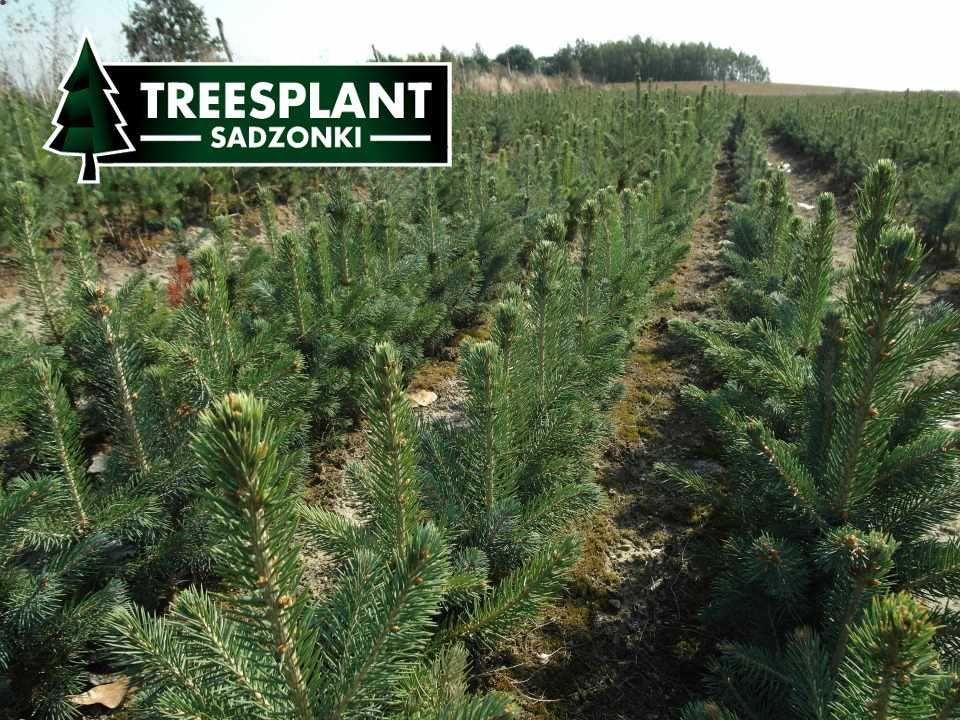 Świerk srebrny kłujący kaibab sadzonki 3lat / pospolity jodła kaukaska