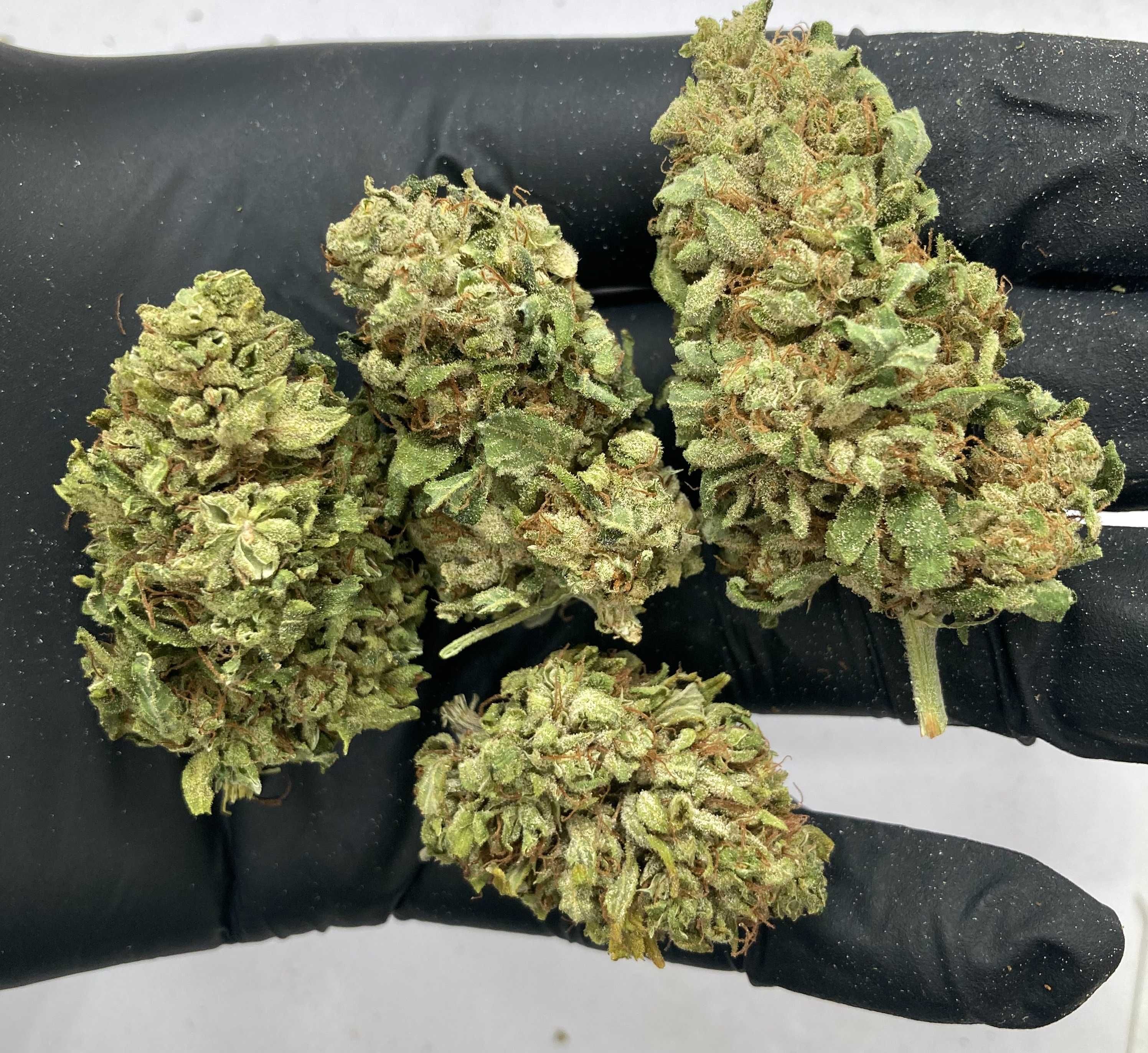 Zielony Lekki Jasny Susz CBD White Widow 5g MALANA.PL