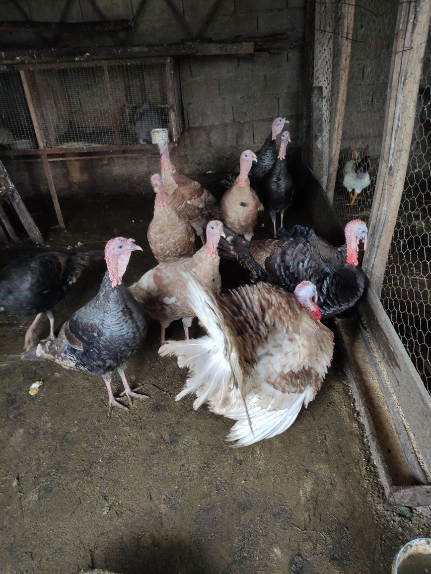 Vendo um casal de perus castanhos a iniciar postura o casal é novo .