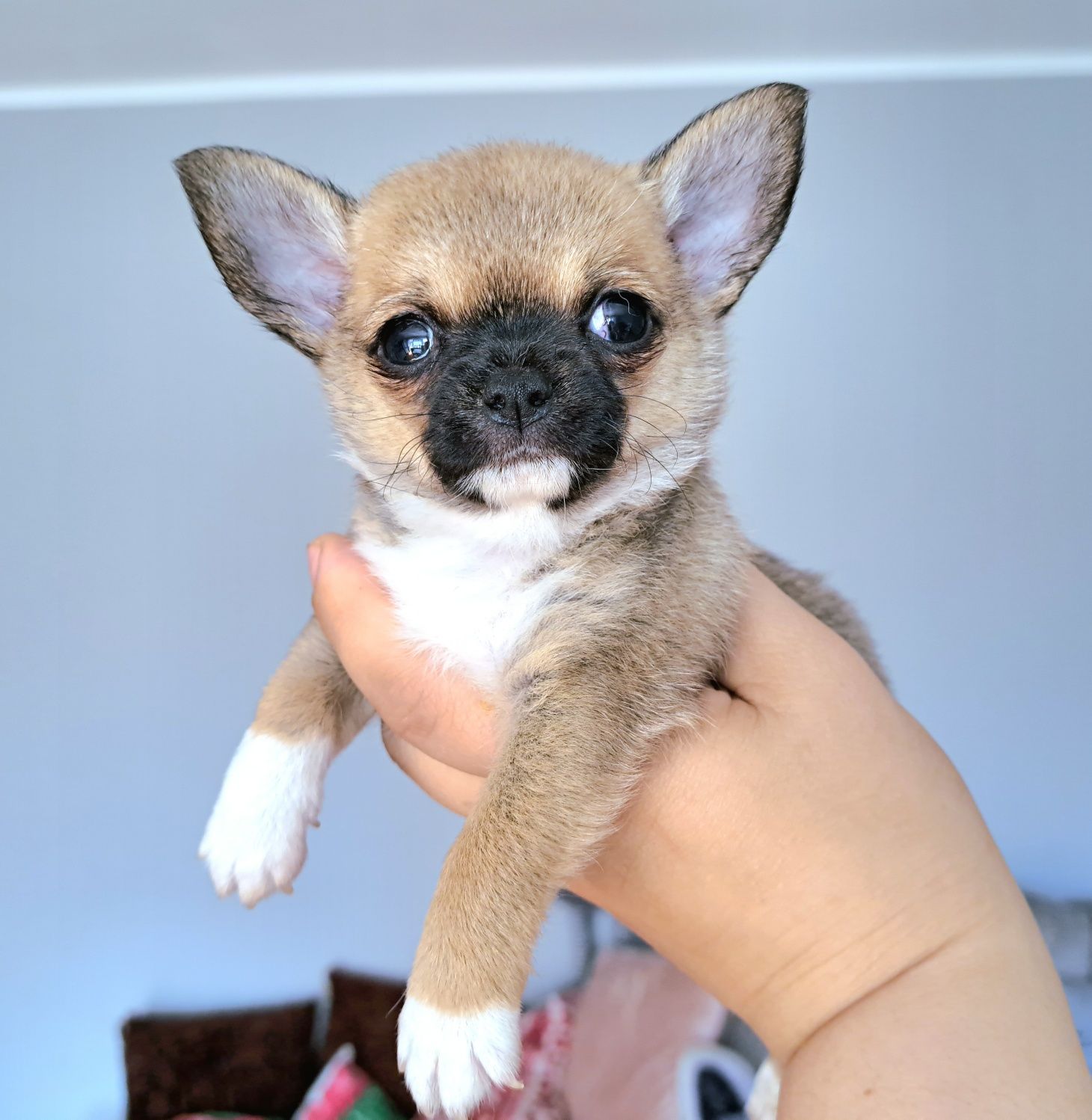 Maluszek Chihuahua krótkowłosy Do ODBIORU