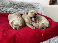 Szczeniak Pies Golden Retriever