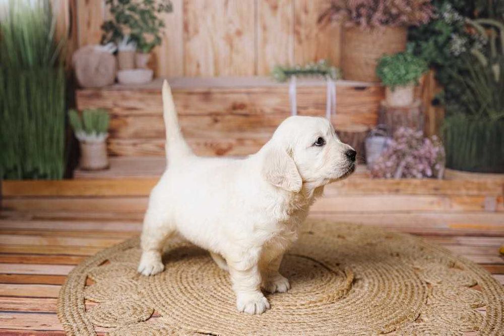 Szczeniak Golden Retriever FCI ZKwP