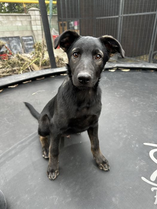 Цуценята  метиси вівчарки безкоштовно