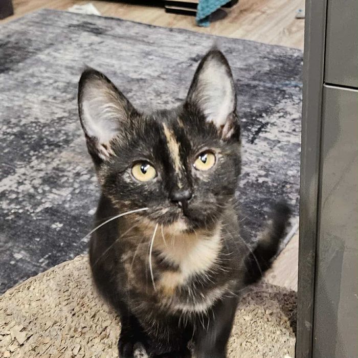 Cudowne Fauna i Flora polecają się do adopcji.