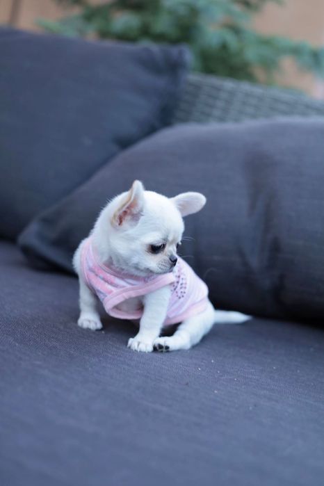 Chihuahua Mini dziewczynka fci