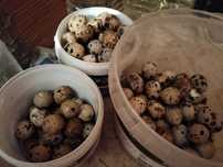 Vendo ovos de galinha e de codorna pelo 1.50€...