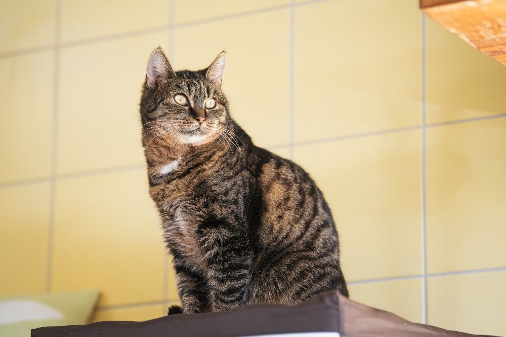 Kotka Mysza do adopcji od 3lat!