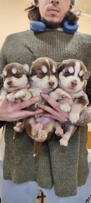 Цуценята сибірський хаскі