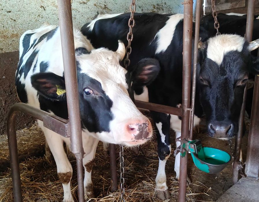 Dwie jałówki wysokocielne jałówka na ociepleniu hf mleczne