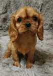 Śliczny RUBY Cavalier King Charles Spaniel z rodowodem badania