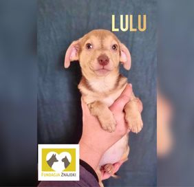 3 miesięczna sunia Lulu czeka na dom