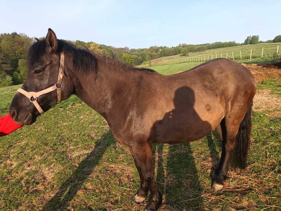 Klacz huculska dotacyjna klacze ogiery