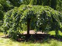 Wiąz górski duże drzewa. Obwód 20-40cm Klon Bonsai Dąb Lipa Szmaragd