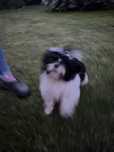 Biało czarna Shih tzu