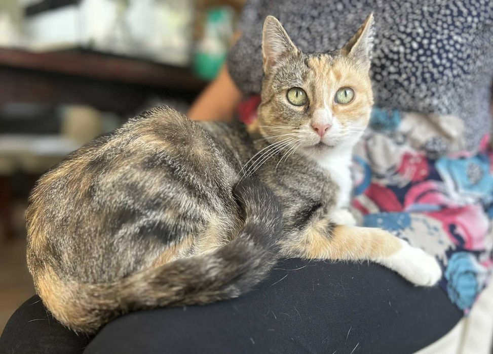 Przepięknie umaszczona kotka tricolor FIV+