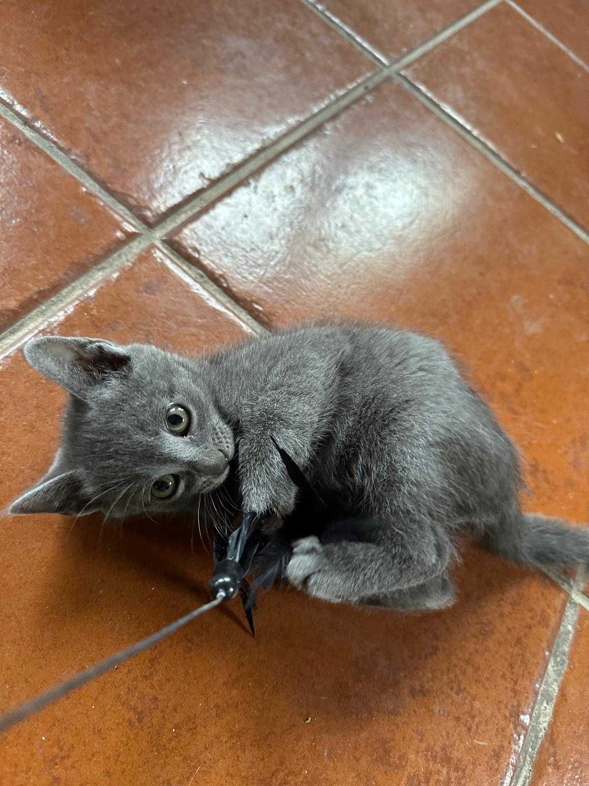 Lindo gatinho Azul um amor em casa!
