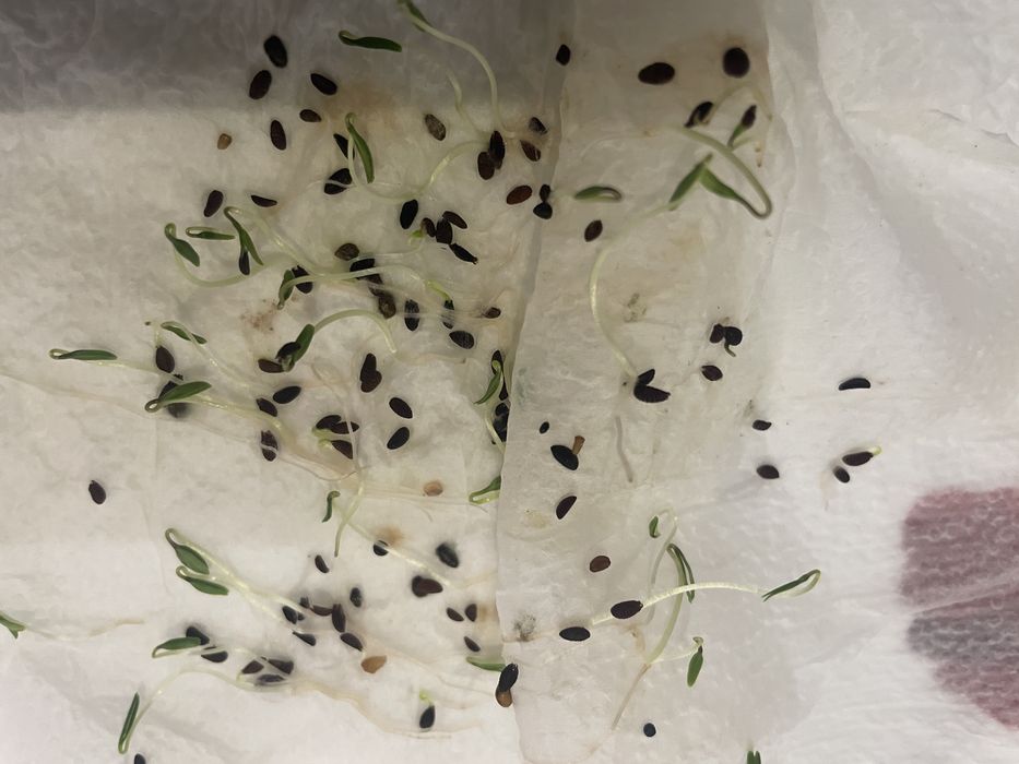 Facelia ekologiczna czystość 97%