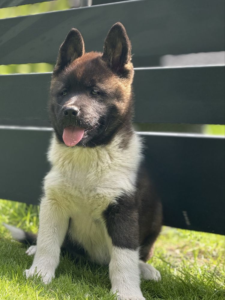 Akita Amerykanska YUKI