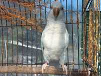 Conure / Caturrita / Quaker