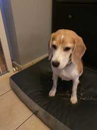 Pies Beagle szuka domu