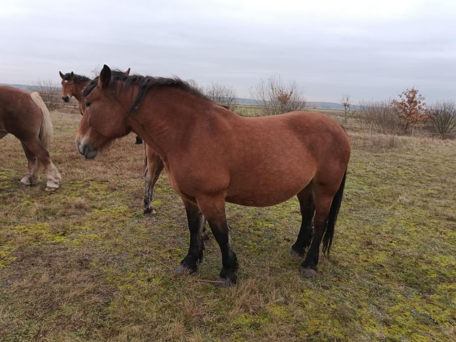 Klacz Sokolska 7 lat Zrebna z Źrebakiem