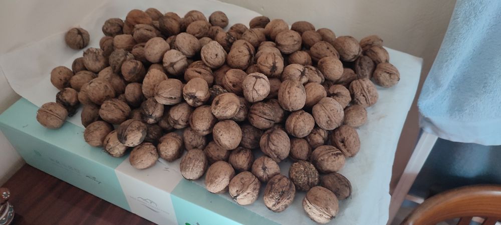 Грецкие орехи средние ( волоські горіхи )