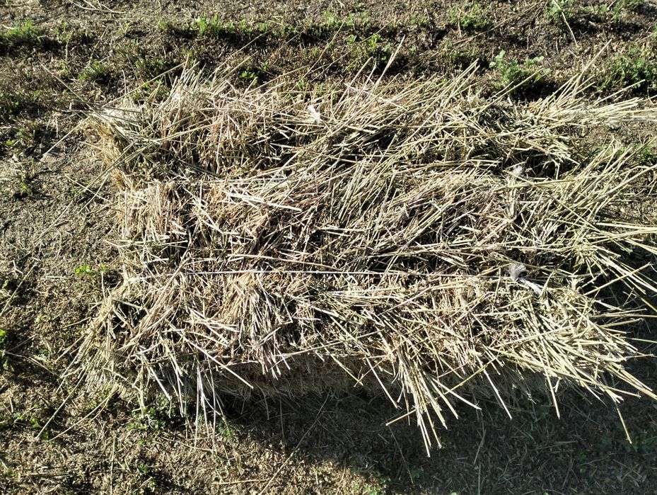 Siano z lucerny w kostce