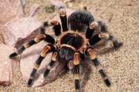 Самка паука птицееда 3 см по телу