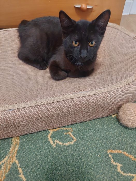 Kotki  oddam za darmo