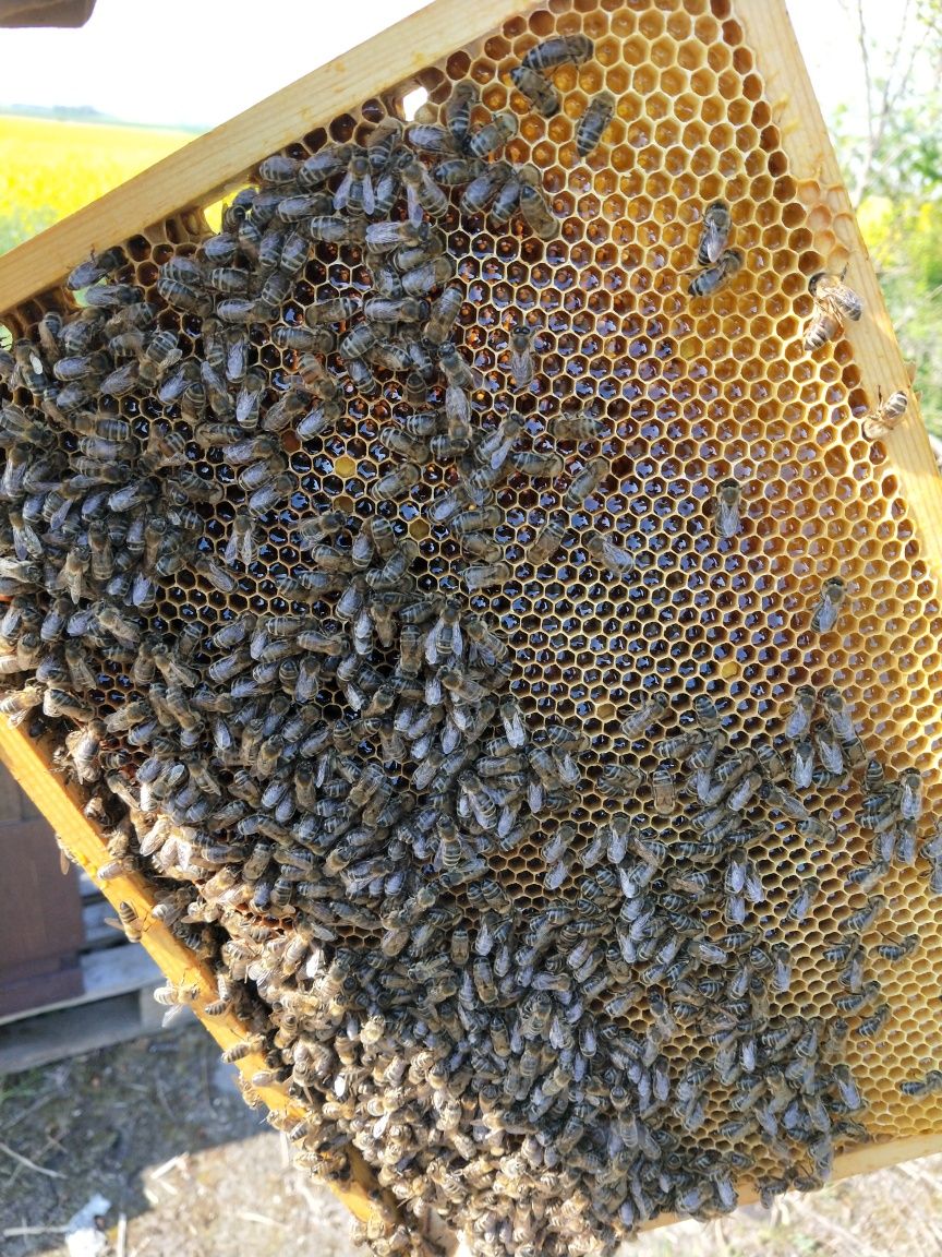 Sprzedam  miody pszczele  z własnej pasieki.