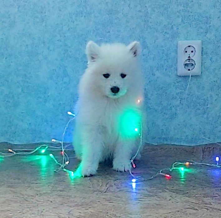 Самоєд. Купити цуценя