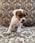 Jack russell terrier aktualne szczeniak