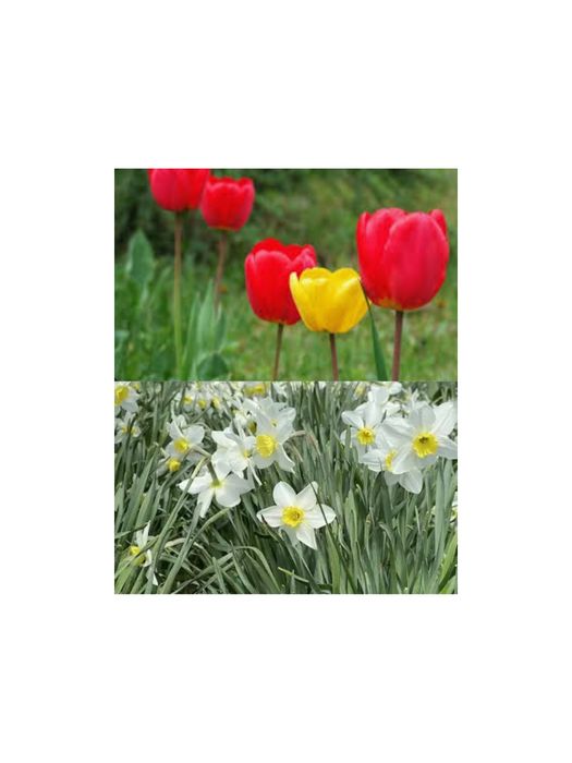 Садові     квіти