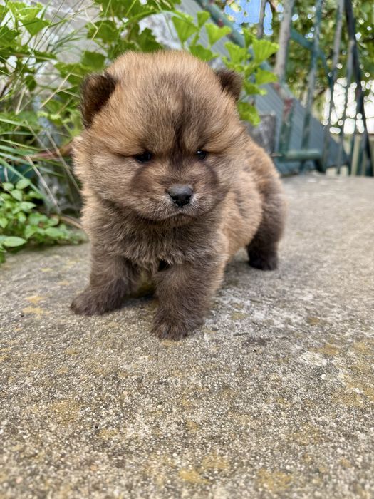 Chow Chow macho castanho
