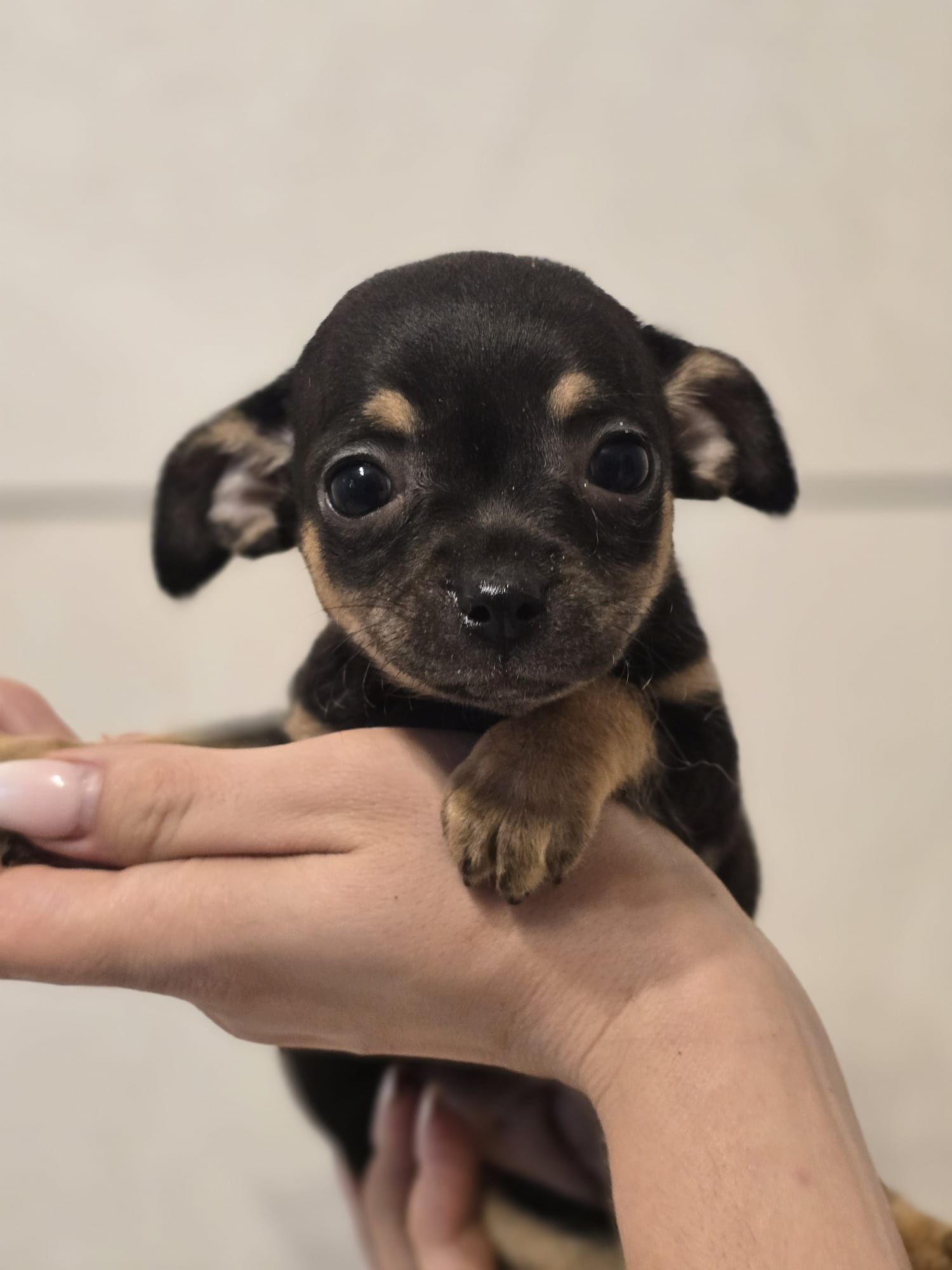 CHIHUAHUA suczka z metryką chip szczeniak szczenię