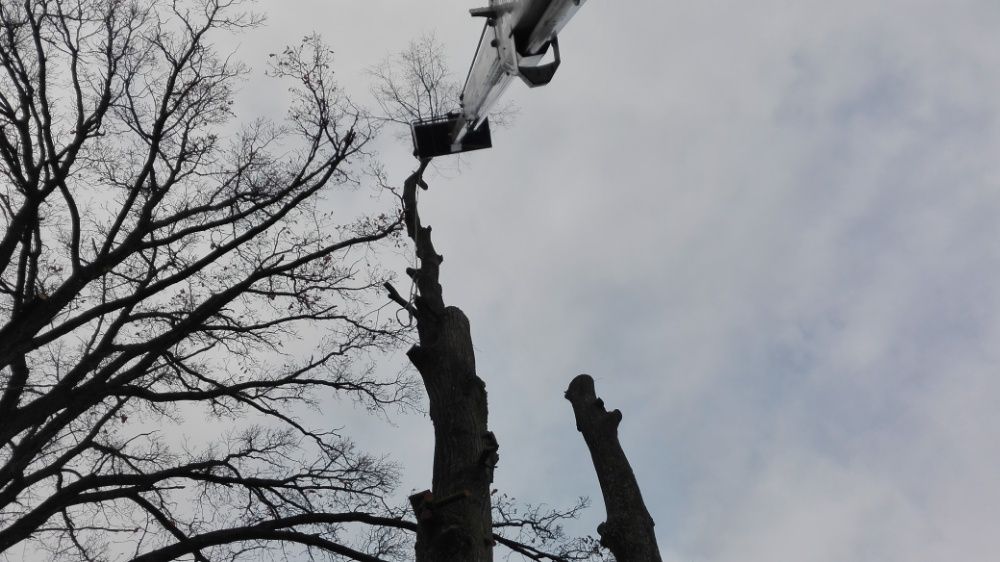 wycinka drzew-zwyżka- podnośnik częstochowa-kłobuck-usługi-20 metrów