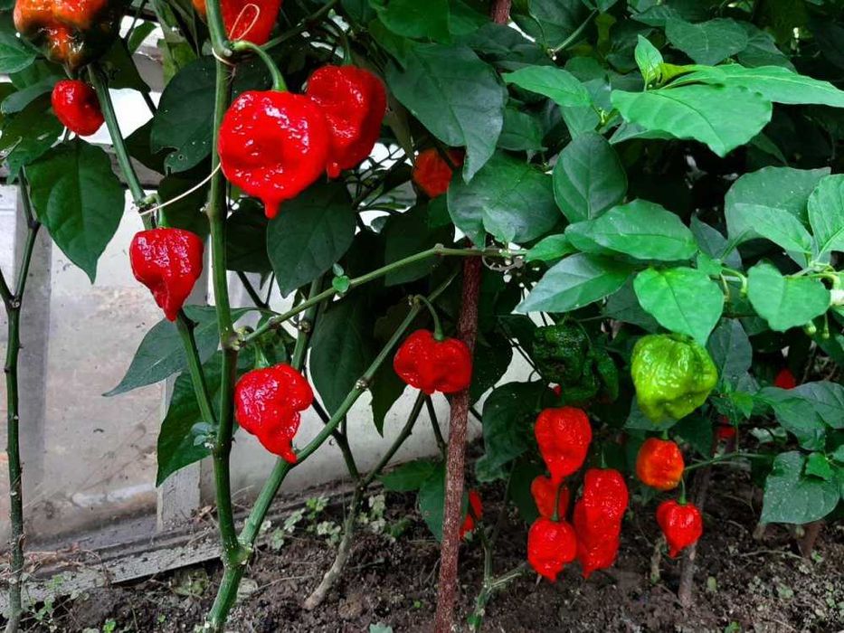 Carolina Reaper - Набор для проращивания самого острого перца в мире
