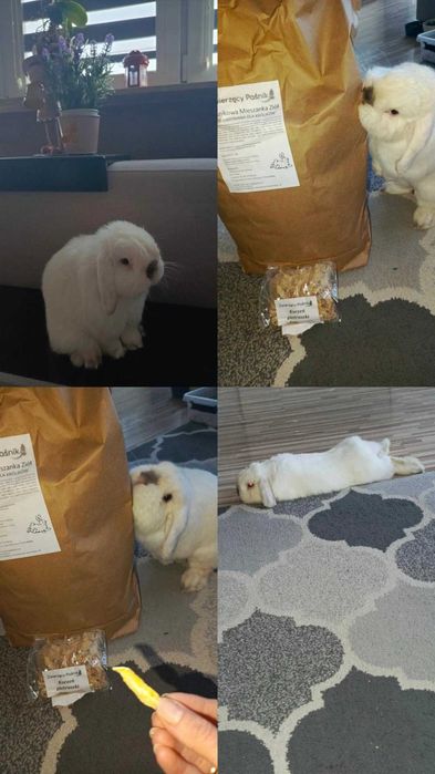 Królik Mini Lop 3lata