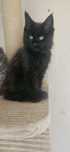 Kotek  rasy Maine Coon