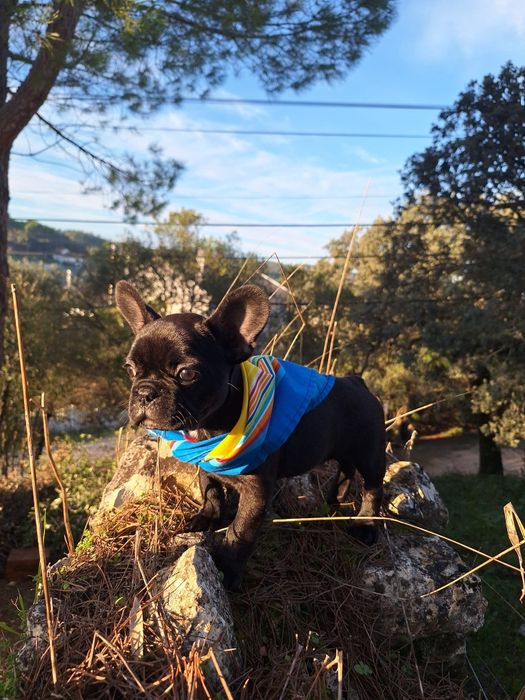 Bulldog Francês Fêmea